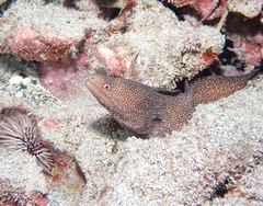 Gymnothorax meleagris