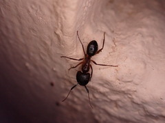 Camponotus atriceps