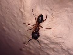 Camponotus atriceps