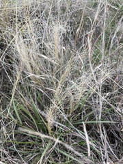 Eragrostis intermedia