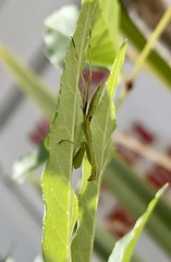 Stagmomantis limbata