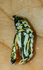 Chlosyne ehrenbergii
