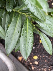 Prunus