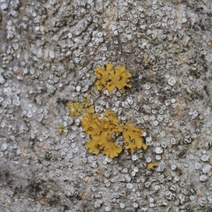 Xanthorioideae