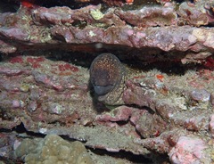 Gymnothorax flavimarginatus
