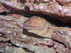 Gymnothorax flavimarginatus
