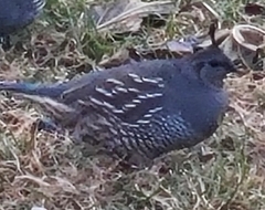 Callipepla californica