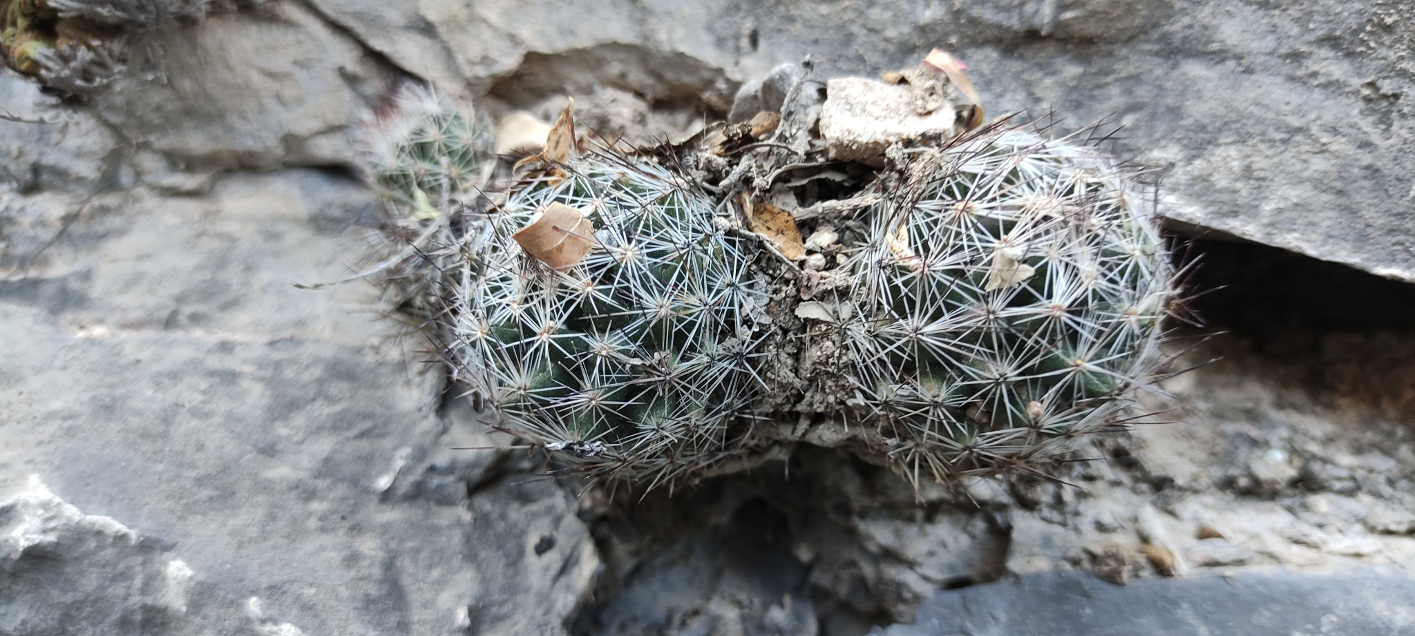 Escobaria zilziana