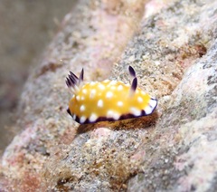 Goniobranchus vibratus