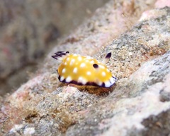 Goniobranchus vibratus