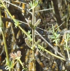 Salix purpurea