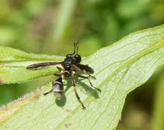 Physocephala furcillata