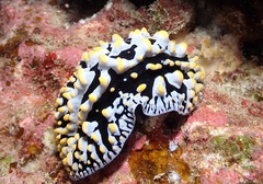 Phyllidia varicosa
