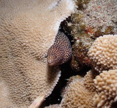 Gymnothorax meleagris