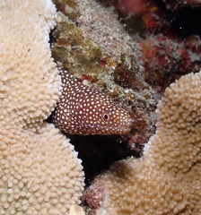 Gymnothorax meleagris