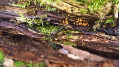 Hemitrichia decipiens