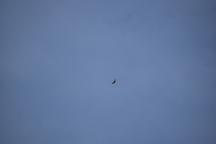 Geranoaetus polyosoma