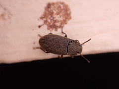 Opatrini