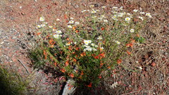 Ipomopsis aggregata formosissima