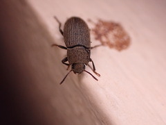 Opatrini