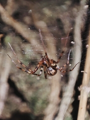 Megalepthyphantes collinus