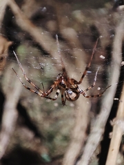 Megalepthyphantes collinus