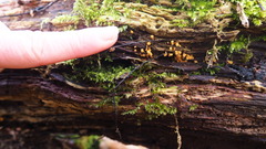 Hemitrichia decipiens