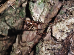 Megalepthyphantes collinus