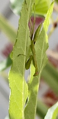 Stagmomantis limbata