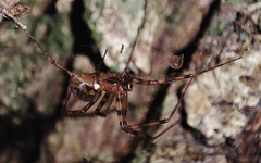 Megalepthyphantes collinus