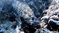 Greasy Grouper photo 5