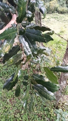Olmediella betschleriana