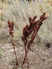 Rumex patientia