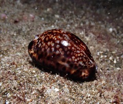 Mauritia maculifera maculifera