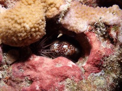 Monetaria caputophidii