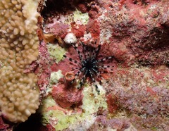 Echinothrix diadema
