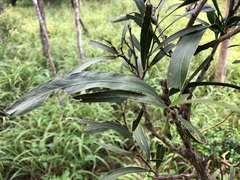Acacia fasciculifera