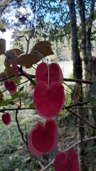 Passiflora membranacea