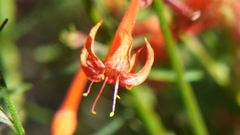 Ipomopsis aggregata formosissima