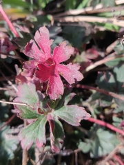 Geranium caespitosum