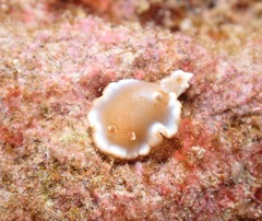 Glossodoris rufomarginata
