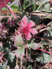 Geranium caespitosum
