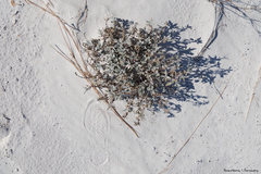 Abronia angustifolia