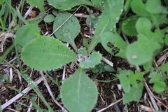 Cirsium texanum