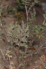 Descurainia pinnata glabra