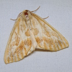Caripeta piniata