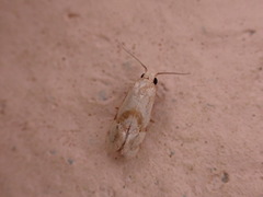 Cochylina