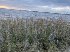 Sporobolus alterniflorus