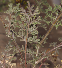 Descurainia pinnata glabra