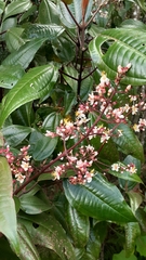Miconia mexicana